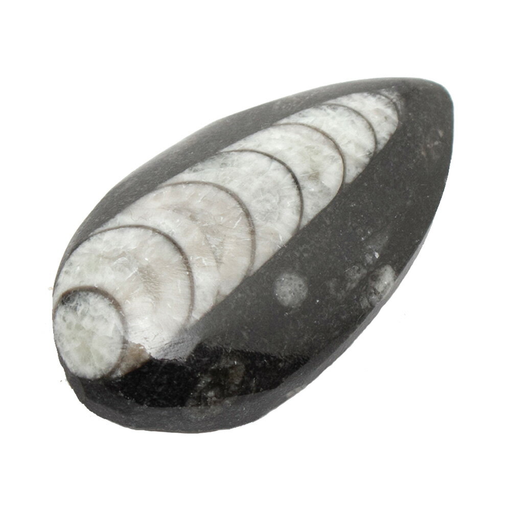 形状お任せ モロッコ産 直角石（オウムガイ） 1個 デボン紀 化石【HLS_DU】 関東当日便