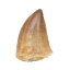 形状お任せ　モロッコ産　モササウルスの歯　S　1個　白亜紀　化石【HLS_DU】　関東当日便