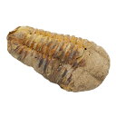 形状お任せ モロッコ産 三葉虫（ディアカリメネ）の化石 M 1個 オルドビス紀 化石【HLS_DU】 関東当日便