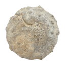 形状お任せ　モロッコ産　ウニの化石　S　1個　白亜紀　化石【HLS_DU】　関東当日便