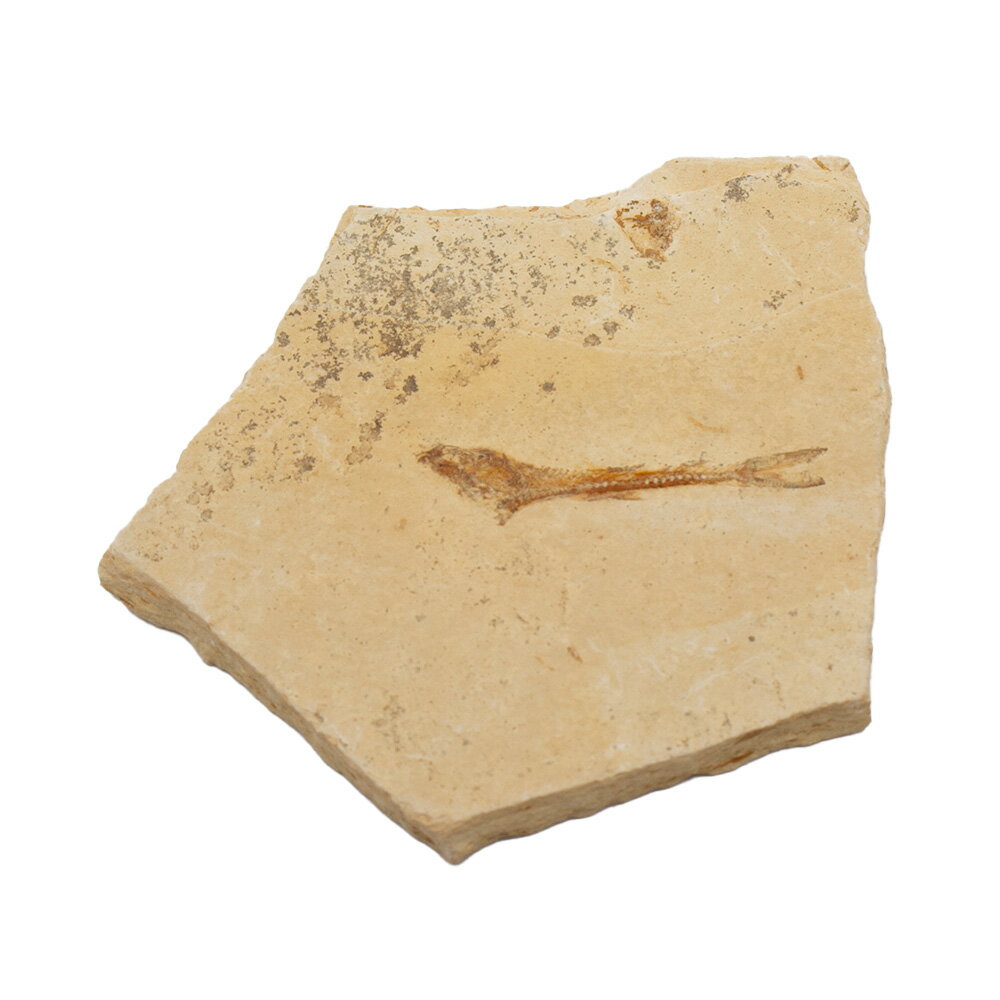 形状お任せ ブラジル セアラー州産 魚の化石 1個 白亜紀 化石【HLS_DU】 関東当日便