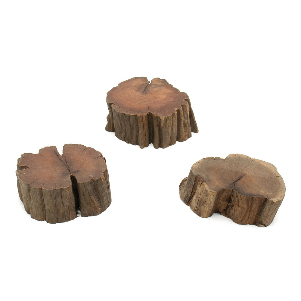 形状お任せ 煮込み済み 切り株流木 Lサイズ（約6．5～8．5cm） Lowタイプ 1本 レイアウト素材 流木 関東当日便