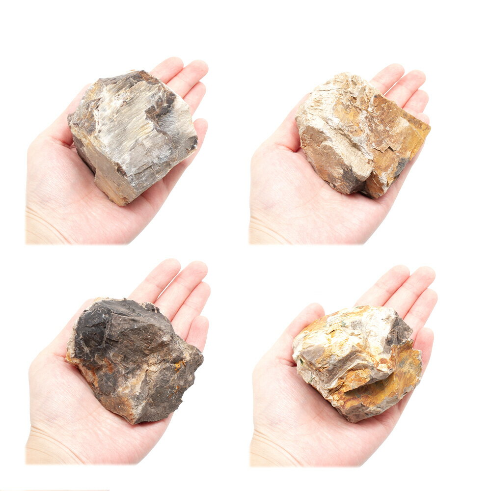 ������Ǥ�����ڲ��С�SS����������5��8cm�ˡ�3�ġ��������ꥦ�ࡡ�쥤�������Ǻࡡ����������