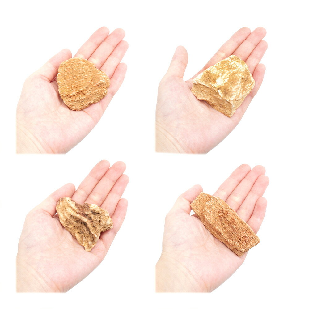 ������Ǥ��������䡡SS����������5��8cm�ˡ�5�ġ��������ꥦ�ࡡ�쥤�������Ǻࡡ����������