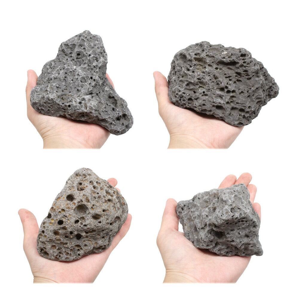 ������Ǥ���������С�S����������8��13cm�ˡ�1�ġ��������ꥦ�ࡡ�쥤�������Ǻࡡ�ϴ��С�����������