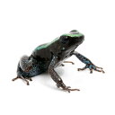 (両生類)ココエフキヤガエル グリーンストライプ“green stripe”(1匹) 北海道・九州航空便要保温