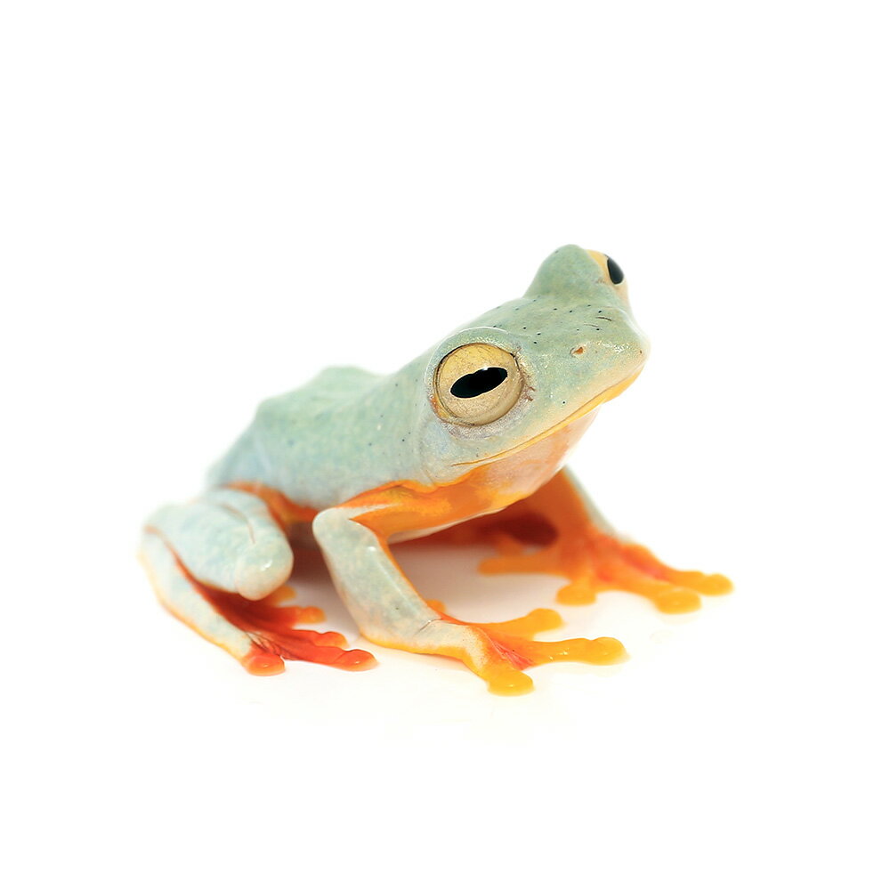 ワキモンアオガエル販売生体についてWC個体※両生類の仲間は体表に微弱な毒を持っています。触ったあとは必ず手を洗い、目などをこすらないようにご注意ください。※お送りする個体は、全長約2．5〜4．5cm前後のものとなります。※WC（ワイルド）：...