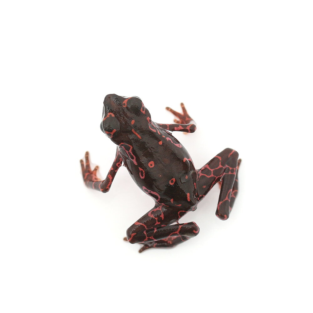 ��ξ����˥٥˥��ե��䥬�ޡ��ԥ󥯡�WC���Ρ�1ɤ�ˡ��̳�ƻ���彣�Ҷ������ݲ�