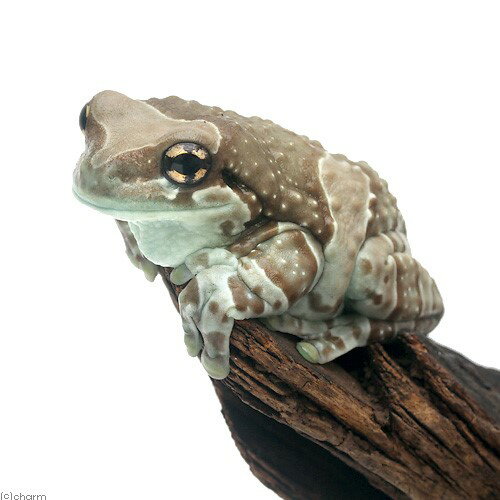 （両生類）ミルキーフロッグ　CB個体　アダルトサイズ（1匹）　北海道・九州航空便要保温