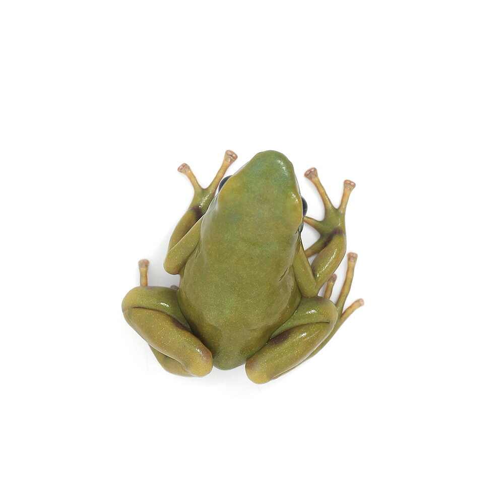 ��ξ����˥ޥ����ɥ������롡���륪������el��oro�ɡ�1ɤ�ˡ��̳�ƻ���彣�Ҷ������ݲ�