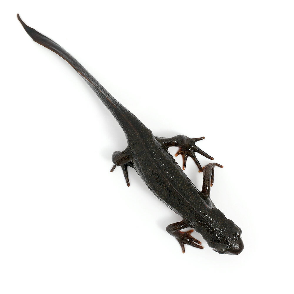 ��ξ����˥����ϥ饤��ꡡʼ�˸�����WC���Ρ�1ɤ�ˡ��̳�ƻ���彣�Ҷ������ݲ�