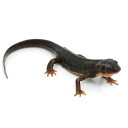 (両生類)アマミシリケンイモリ イエローベリー(1匹) 北海道航空便要保温