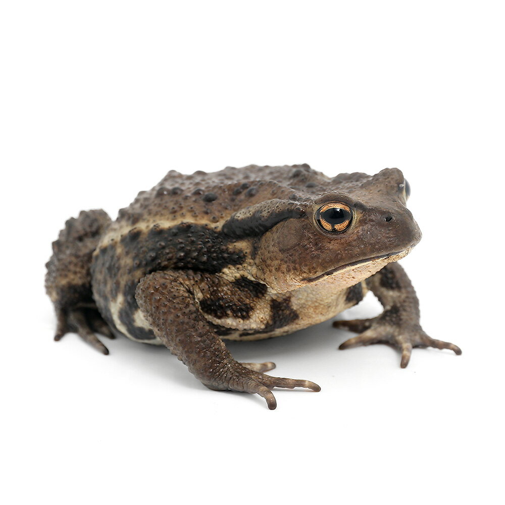 （両生類）アズマヒキガエル　WC個体　Mサイズ（1匹）　北海道発送禁止　北海道航空便要保温...