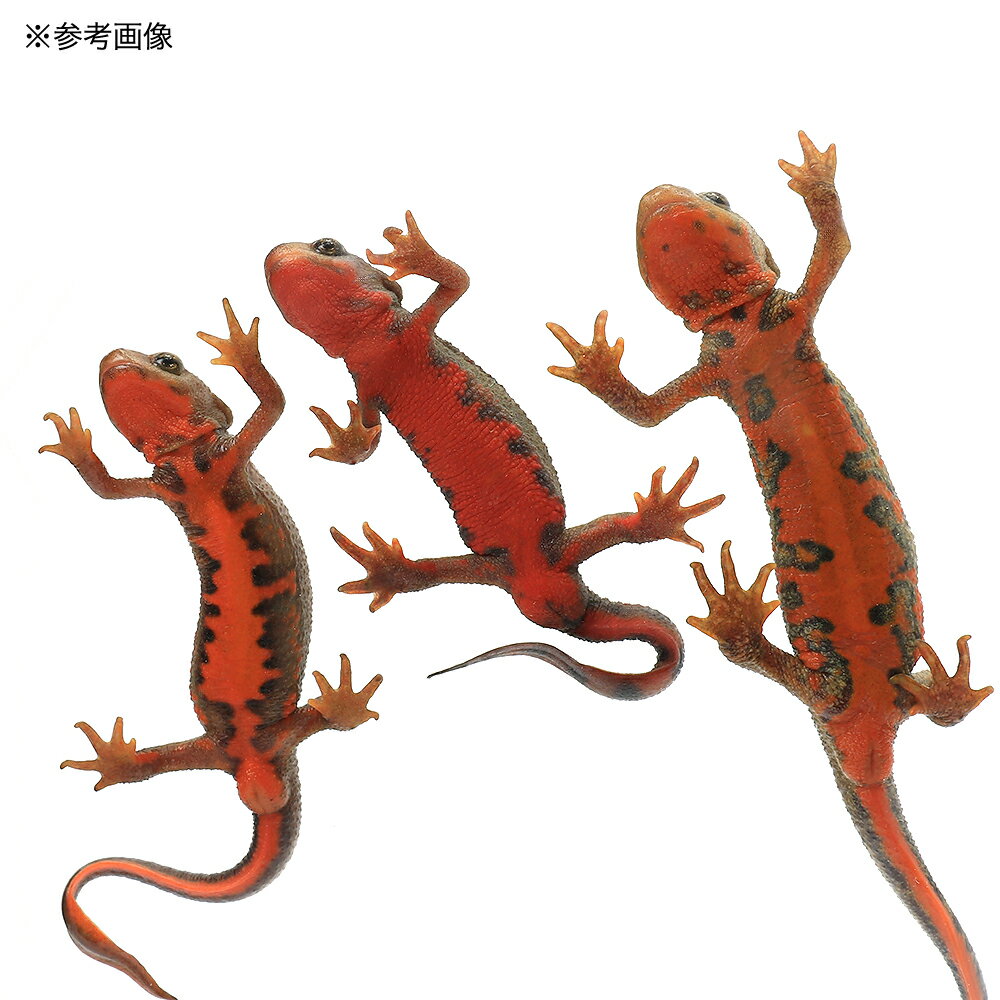 ��ξ����˥����ϥ饤��ꡡ�ϥ����顼��WC���Ρ�1ɤ�ˡ��̳�ƻ�Ҷ������ݲ�