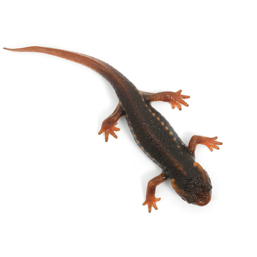 ��ξ����˥��ᥤ�����ܥ���ꡡCB���Ρ�S��������1ɤ�ˡ��̳�ƻ���彣�Ҷ������ݲ�