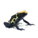 (両生類)アイゾメヤドクガエル ロベルタス“robertus”(1匹) 北海道・九州航空便要保温