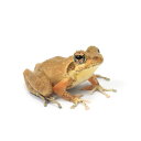 (両生類)ヤエヤマカジカガエル WC個体(1匹) 北海道航空便要保温