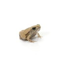 (両生類)ヒメアマガエル ベビー(3匹) 北海道・九州航空便要保温