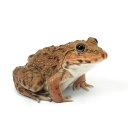 (両生類)ババトラフガエル Mサイズ(1匹)