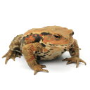 (両生類)一点物 アズマヒキガエル WC個体 Lサイズ 810886(1匹) 北海道発送禁止