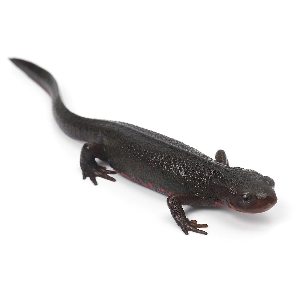 (両生類)アカハライモリ 福島県産 WC個体(1匹) 北海道航空便要保温