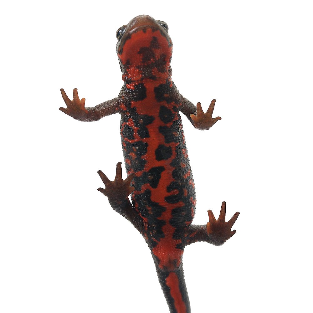 ��ξ����˥����ϥ饤��ꡡʡ�縩����WC���Ρ�1ɤ�ˡ��̳�ƻ�Ҷ������ݲ�