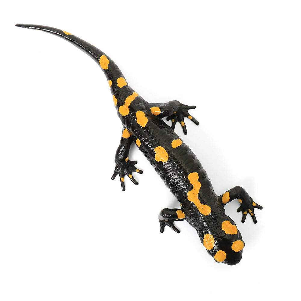 ��ξ����˰���ʪ���ॸ�ϥ�ե�����������ޥ������WC���Ρ�810942����1ɤ�ˡ��̳�ƻ�Ҷ������ݲ�