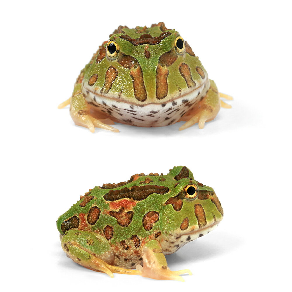 ��ξ����˥��㥳��ĥΥ�����ʥ��㥳������ߥ٥�ĥΥ������CB���Ρ���1ɤ�ˡ��̳�ƻ���彣�Ҷ������ݲ�