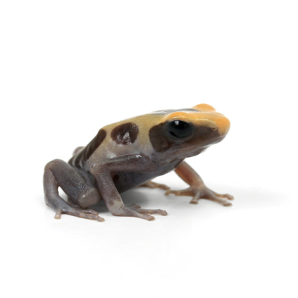 （両生類）アイゾメヤドクガエル　ゴースト“ghost”（1匹）　北海道・九州航空便要保温