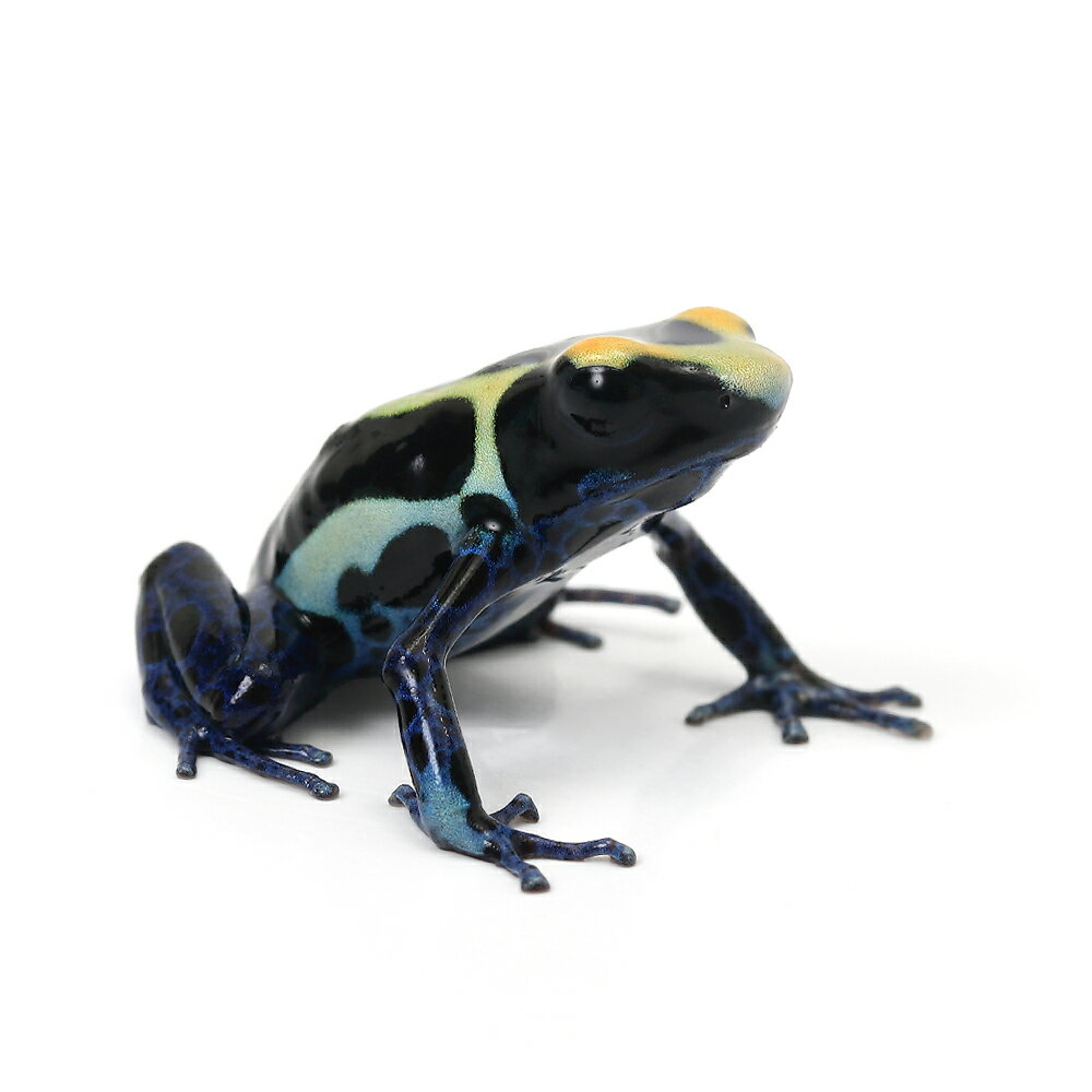 （両生類）アイゾメヤドクガエル　バカウス“bakhuis”（1匹）　北海道・九州航空便要保温