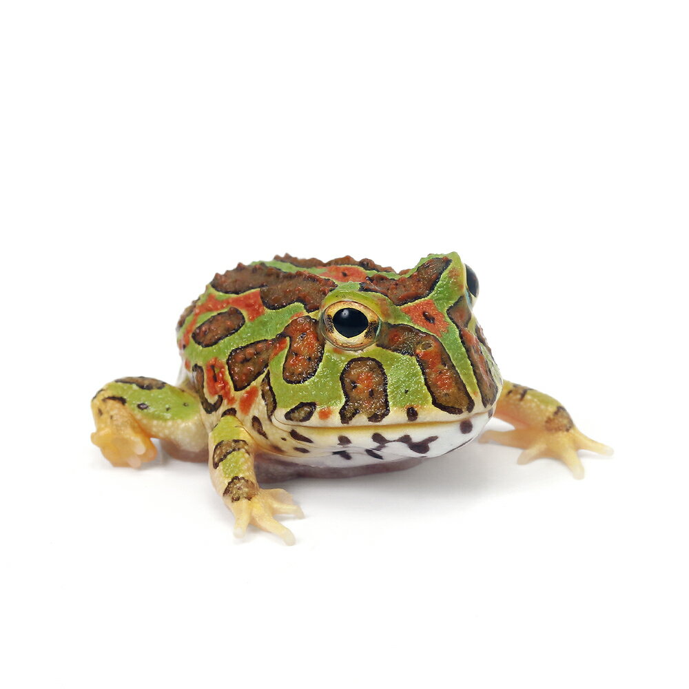 （両生類）（B品）チャコルツノガエル（チャコガエル×ベルツノガエル）　（1匹）　北海道・九州航空便..