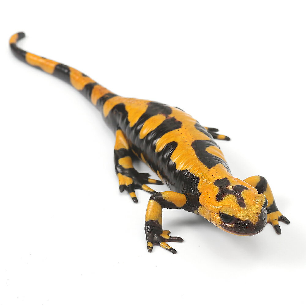 （両生類）一点物　イタリアファイアサラマンダー　810981　CB個体（1匹）