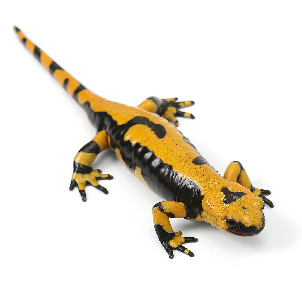 （両生類）一点物　イタリアファイアサラマンダー　810982　CB個体（1匹）