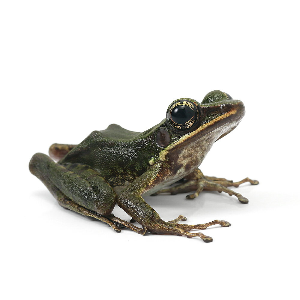 （両生類）ホースガエル　WC個体（1匹）　北海道航空便要保温