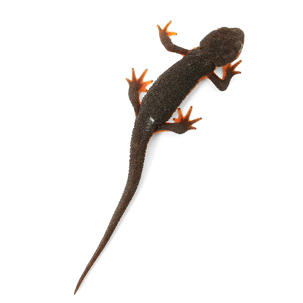 ��ξ����˥���ϥ�����ꡡS��������1ɤ�ˡ��̳�ƻ�Ҷ������ݲ�