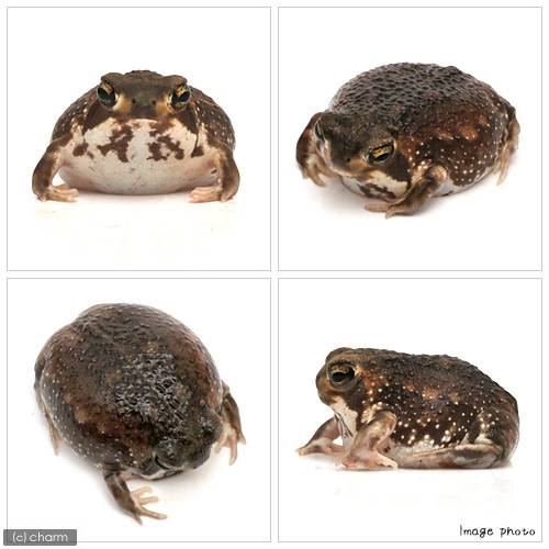 ��ξ����˥���ե��饬���롡��եꥫ����WC���Ρ�2ɤ�ˡ��̳�ƻ���彣�Ҷ������ݲ�