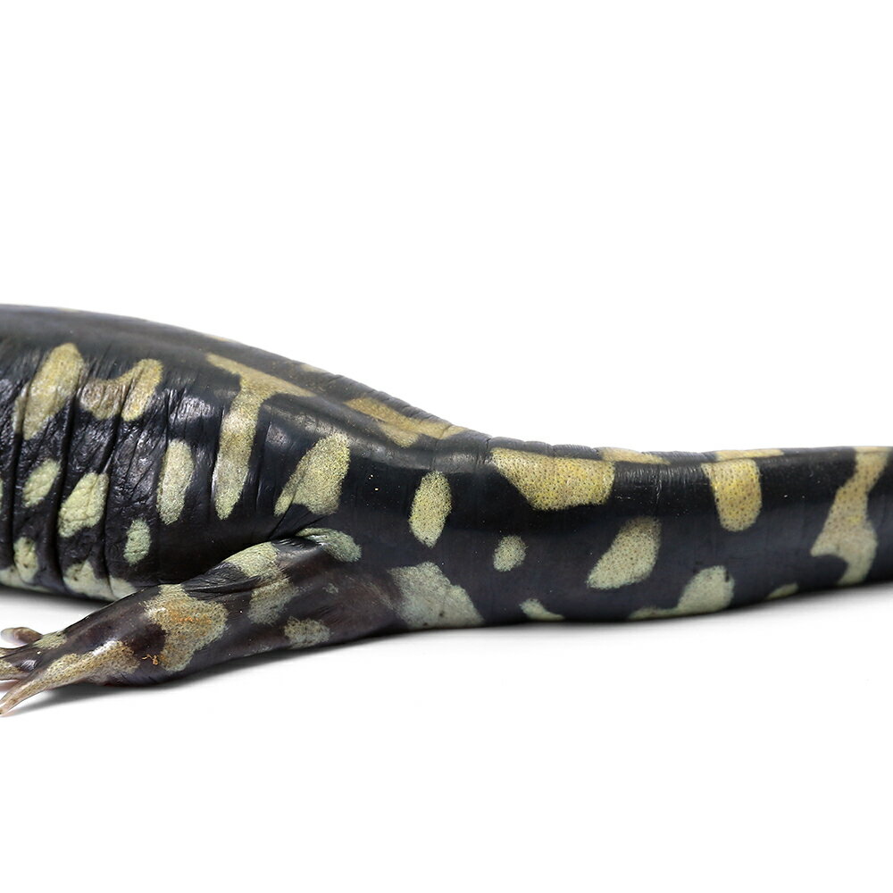 ��ξ����˰���ʪ�����ӥ�����������ޥ������WC���Ρ�811005��1ɤ�ˡ��̳�ƻ�Ҷ������ݲ�