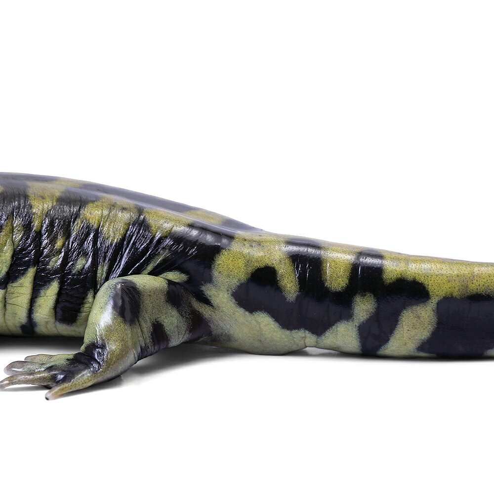 ��ξ����˰���ʪ�����ӥ�����������ޥ������WC���Ρ�811006��1ɤ�ˡ��̳�ƻ�Ҷ������ݲ�