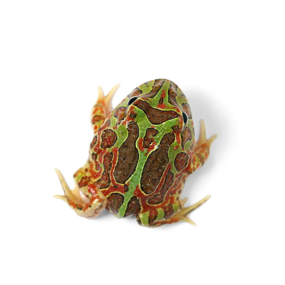 ��ξ����˰���ʪ�����㥳��ĥΥ�����ʥ��㥳������ߥ٥�ĥΥ������CB���Ρ�811009����1ɤ�ˡ��̳�ƻ���彣�Ҷ������ݲ�