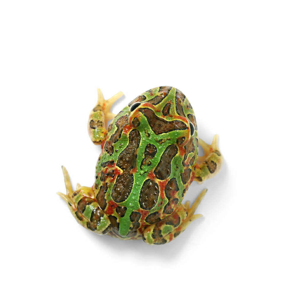 ��ξ����˰���ʪ�����㥳��ĥΥ�����ʥ��㥳������ߥ٥�ĥΥ������CB���Ρ�811011����1ɤ�ˡ��̳�ƻ���彣�Ҷ������ݲ�