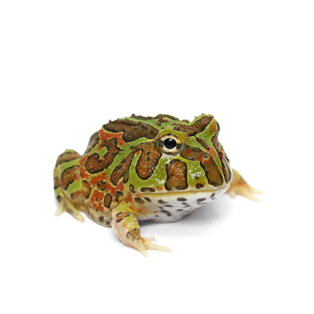 （両生類）一点物　チャコルツノガエル（チャコガエル×ベルツノガエル）CB個体　811012　（1匹）　北海..