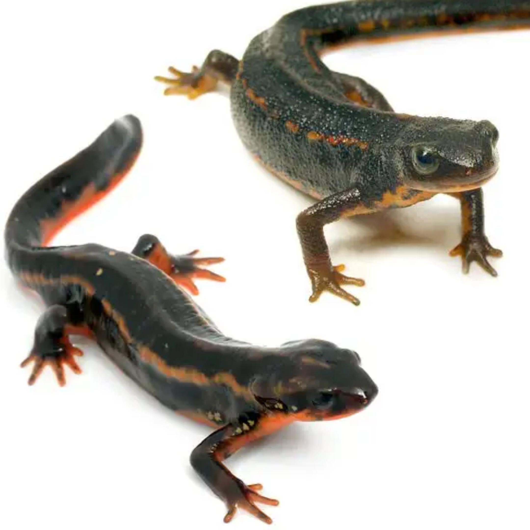 （両生類）シリケンイモリ2種セット（2匹）（各種1匹）　北海道・九州航空便要保温