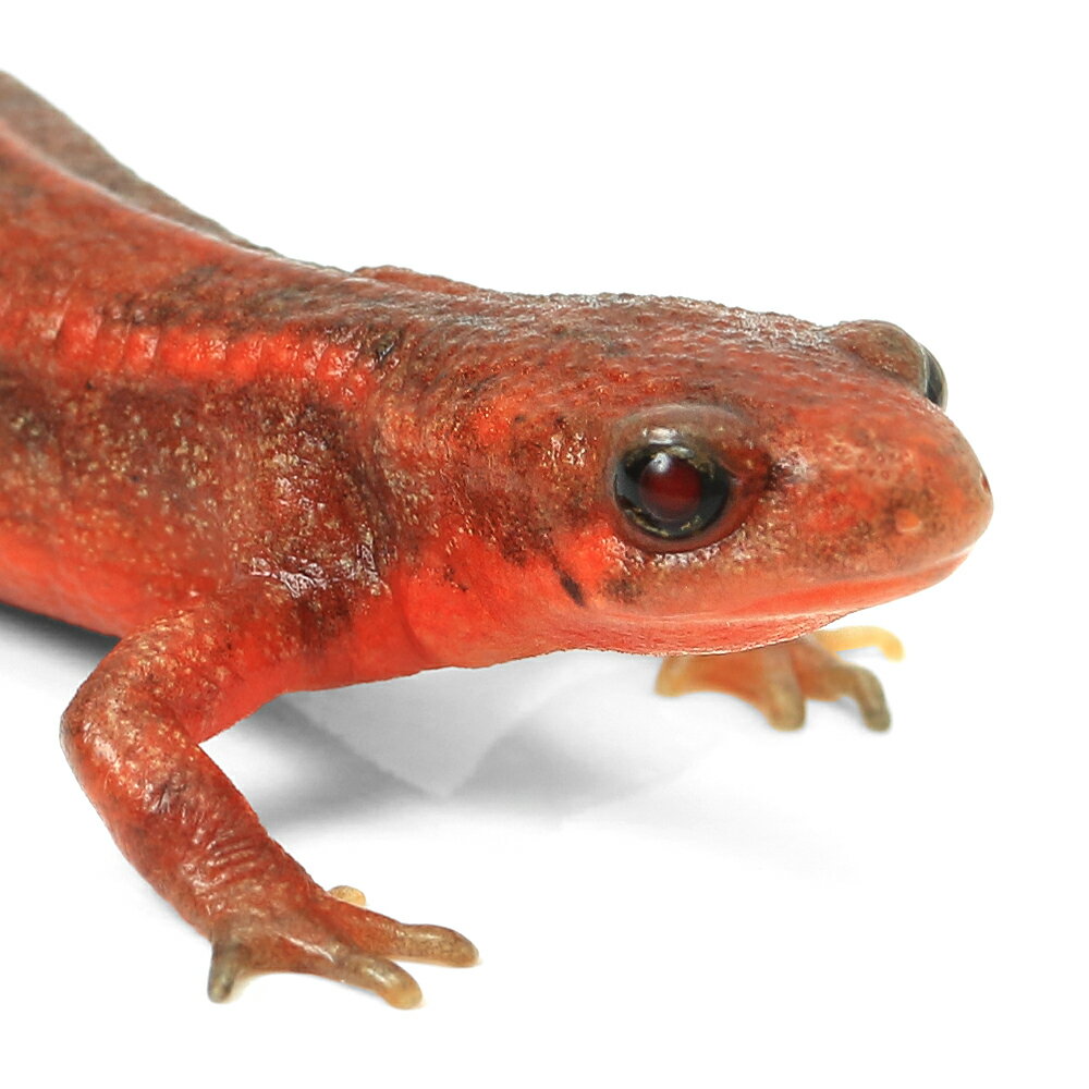 ��ξ����˰���ʪ�������ϥ饤��ꡡWC���Ρ���åɥ����������Ѱ۸��Ρ��²λ�������811052��1ɤ��