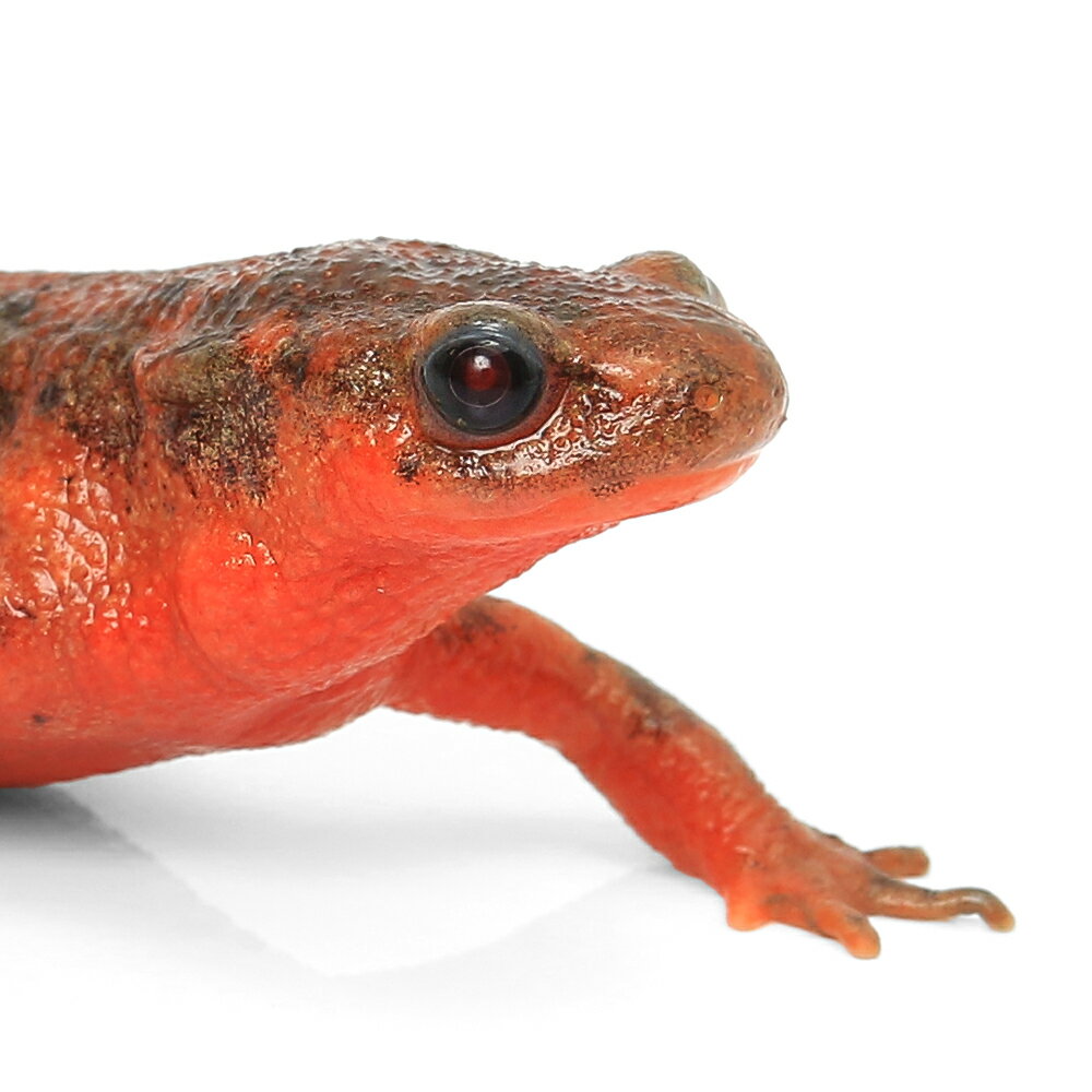 ��ξ����˰���ʪ�������ϥ饤��ꡡWC���Ρ������Ѱ۸��Ρ���åɥ������²λ�������811053��1ɤ��