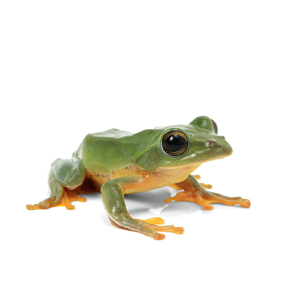 （両生類）アマミアオガエル （1匹） 北海道・九州航空便要保温