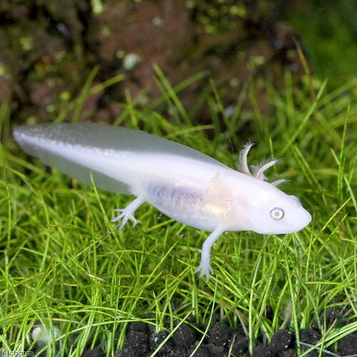 （両生類）チャームCB　イベリアトゲイモリ　リューシスティック　幼生（1匹）　北海道航空便要保温...
