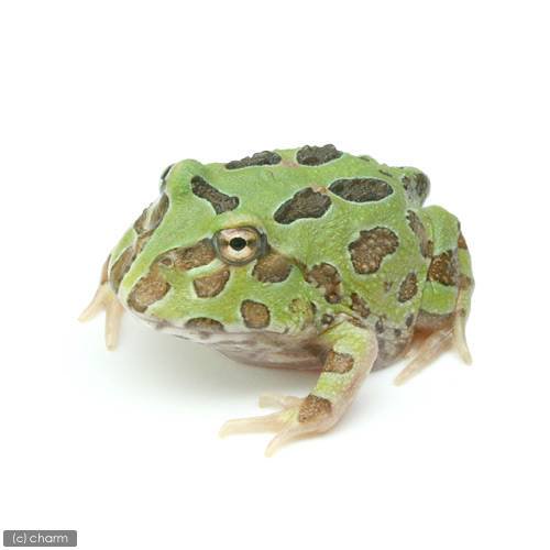 （両生類）クランウェルツノガエル　ペパーミント系　CB個体（2匹）