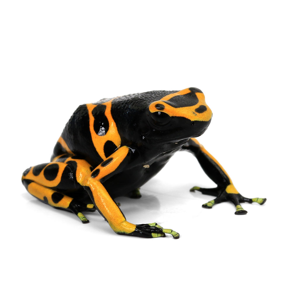 （両生類）一点物　キオビヤドクガエル　ギアナ　イエロー“guyana　yellow”　CB個体811306（1匹）