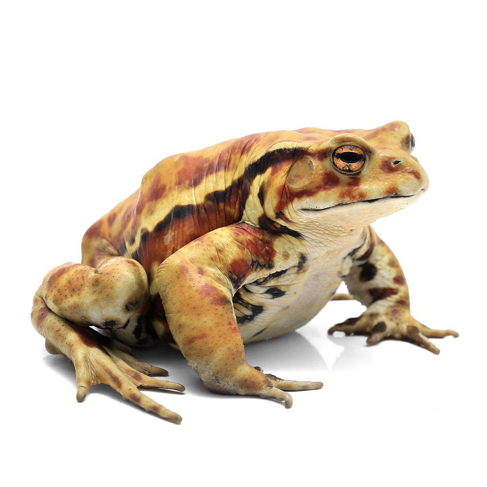 （両生類）一点物　アズマヒキガエル　WC個体　Lサイズ（約11cm）　811363（1匹）　北海道発送禁止