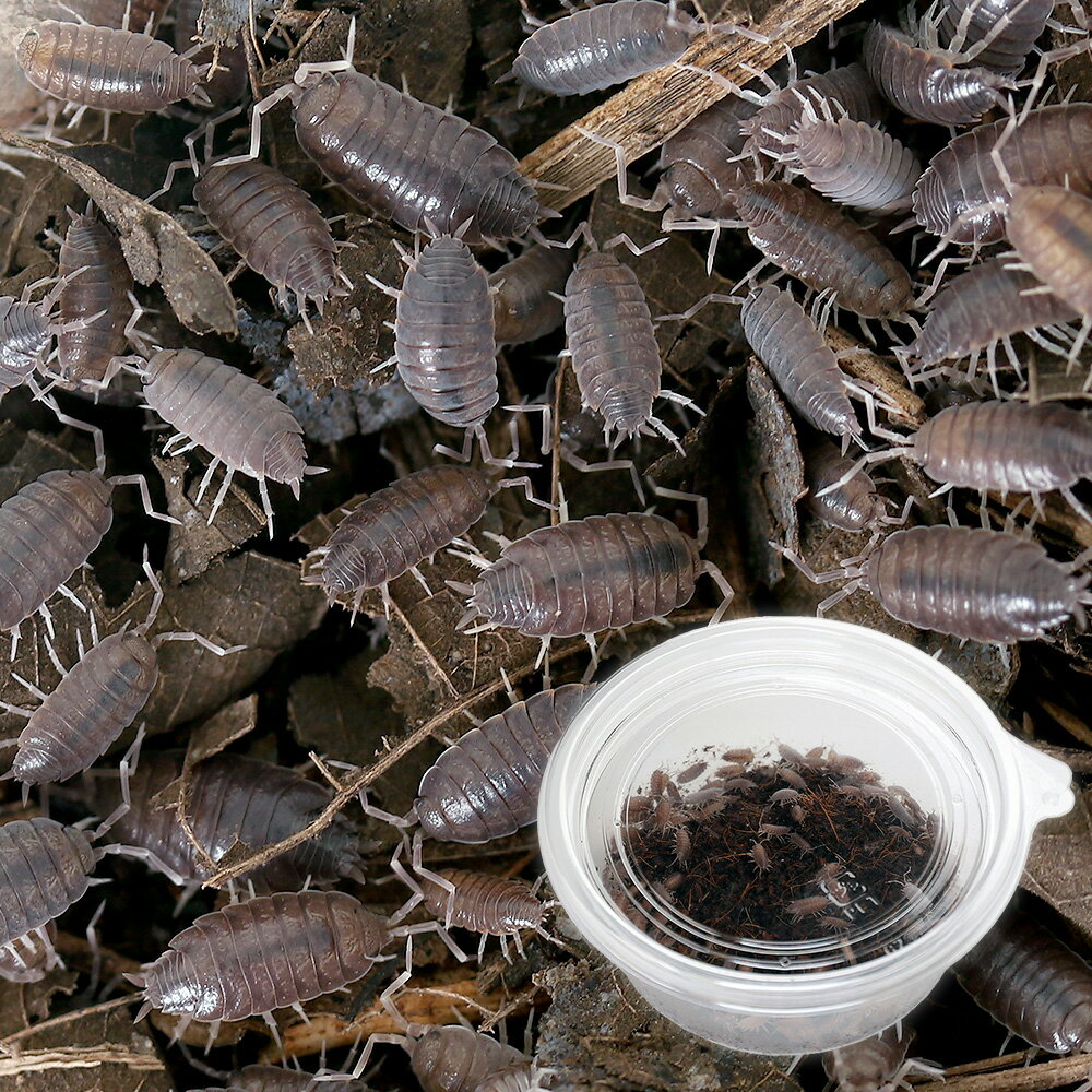 (生餌)ホソワラジムシ(大きめ) 1カップ分(約100匹) 活餌 北海道・九州航空便要保温